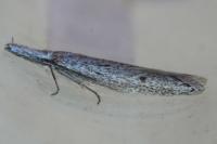 Pleurota gallicella