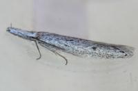 Pleurota gallicella