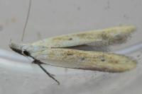 Mesophleps corsicella