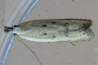 Mesophleps corsicella