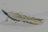 Mesophleps corsicella
