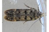 Bryotropha