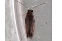 Zimmermannia