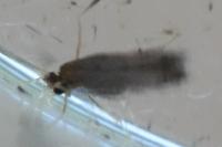 Zimmermannia