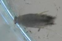 Zimmermannia