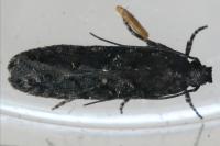 Carpatolechia decorella