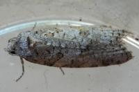 Cnephasia