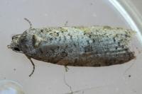 Cnephasia