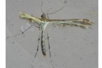 Oxyptilus