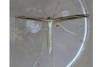 Stenoptilia