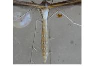 Stenoptilia