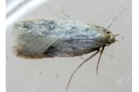 Apateona hispanicum
