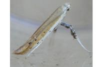 Aspilapteryx tringipennella