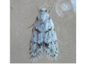 Symmoca signatella