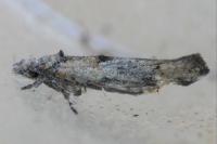 Zelleria oleastrella