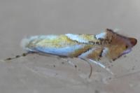 Phyllonorycter rebimbasi