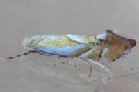 Phyllonorycter rebimbasi