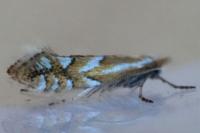 Phyllonorycter