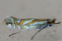 Phyllonorycter