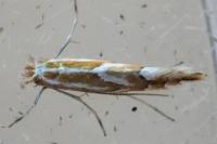 Phyllonorycter