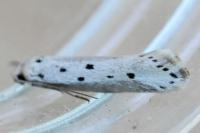 Ethmia terminella