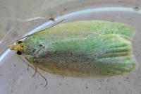 Tortrix viridana