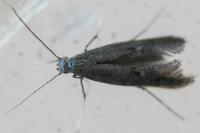Tinagma ocnerostomella