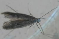 Tinagma ocnerostomella
