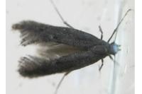 Tinagma ocnerostomella