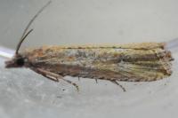 Bactra venosana