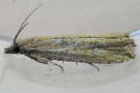 Bactra venosana