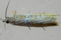 Bactra venosana