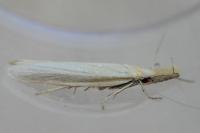 Pleurota
