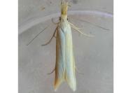 Pleurota