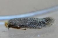 Stigmella