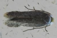 Stigmella