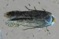 Stigmella