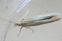Coleophora