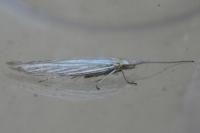 Coleophora