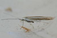 Coleophora