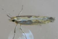 Plutella xylostella