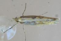 Plutella xylostella