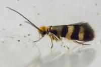 Micropterix aglaella
