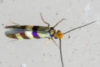 Micropterix aglaella