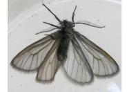 Heterogynis penella