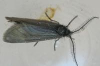 Heterogynis penella