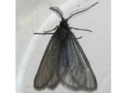 Heterogynis penella