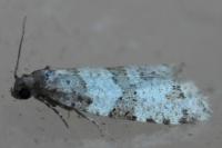 Isotrias rectifasciana