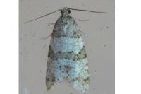 Isotrias rectifasciana