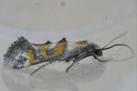 Epermenia pontificella
